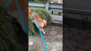 LOL Latest Funny Dog Moments To Make Your Day Funny Dogs Shorts 🐶😂😂 -EPS1151 #funnydogsvideos