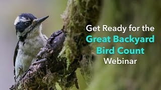 Get Ready for the Great Backyard Bird Count: Q&A Webinar