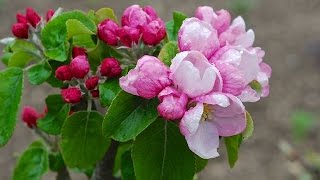 PLANTING CONTAINER GROWN TREES