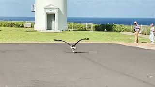 Laysan Albatross, takeoff foiled by Nene geese