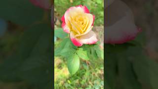 Rose #shorts #ytviralshort #ytfeed #youtubeshorts #ytshorts #wao #Wao Videos