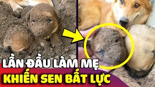 Cảm lạnh với cách CHĂM CON của chú chó LẦN ĐẦU LÀM MẸ khiến con sen bất lực 😅 | Gâu Đần