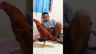 Ayam Koyngontrad #shorts #videoshort #ayambangkoksuper