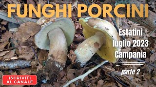 Gli ultimi Boletus reticulatus (per il momento) - Funghi porcini luglio 2023