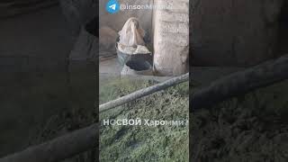 НОСВОЙ зарарлари..