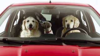 The KA+ Ford Dog Family Holiday | Birchwood Ford   | Ford Dealer Eastbourne, Hastings, Halland