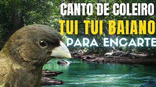 🎵🐦 CANTO DE COLEIRO BAIANO TUI TUI: IDEAL PARA TREINAMENTO DE FILHOTES NO ENCARTE!