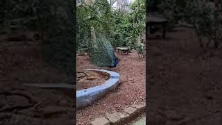 peacock dance |Mysore| bird's dancing| peacock feather