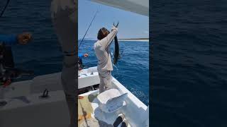 muy grande las olas, pero se cumplió con el objetivo de pescar gallos 🎣