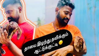 தாயை இழந்து தவிக்கும் ஆட்டுக்குட்டி I Paper Rocket Farm I Tamil