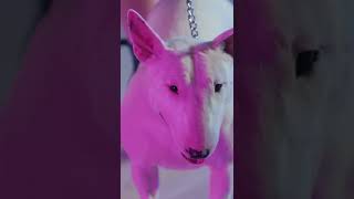 EXPECTATIVA DE VIDA - BULL TERRIER #short #shorts #curiosidades