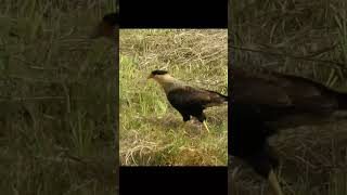 ÁGUIA DO SERTÃO, CARACARA PLANCUS 🇧🇷