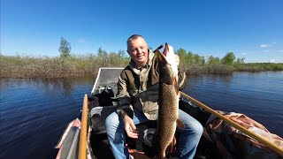 ЛЮБИМАЯ БЛЕСНА  ДЕЛАЕТ РЫБАЛКУ #щука #fishing #pike #pikefishing #bluefox