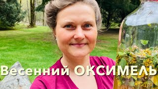 Весенний Оксимель— Вкусный и Полезный Напиток/ Кисло—Сладкий Мёд 🍯