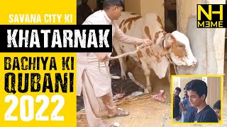 Khatarnak Bachiya ki qubani at savana city #cowmandi #sohrabgothmandi2022 #qurbanistatus