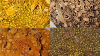 COMPILATION LÉGUMES ET LÉGUMINEUSES PETITS POIS, LENTILLES, HARICOTS SAUTÉ 😋😋