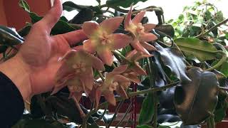 A Visit with the Maddening Hoya obtusifolia and the Delightful Hoya imperialis Palawan