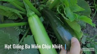 Hạt Giống Bí Ngòi Xanh Chịu Được Nhiệt Độ Tốt