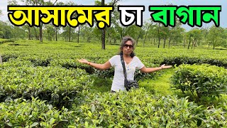 আসামের চা বাগান | Asam Tea Garden | Rupa Kishori Vlogs | Tea Garden |