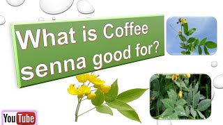 what is coffee senna good for