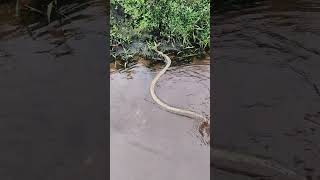 unique snake in river😱🐍 rat snake #snake #shorts #youtubeshorts