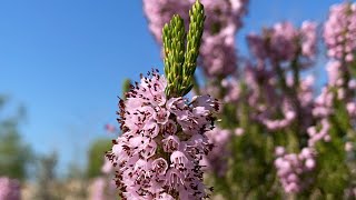 Püren Çiçeği , Bal deposu, Güzelliği ve kokusu