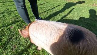 Meet the Adorable Miniature Pig in Just 10 Seconds