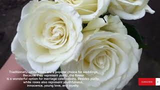 White rose| What is white rose|