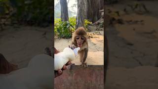 Dudu piyenge hum to 🍼🐵#bandar #monkeyvideo #monkey 0723