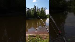 ЛЕТНЯЯ ЖЕРЛИЦА #рыбалка #щука #спининг #fishing #pike #pikefishing #perch