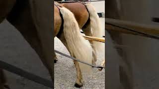 horse #animalshorts