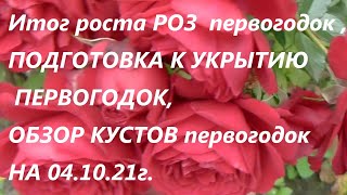 Итог роста РОЗ  первогодок ,ПОДГОТОВКА К УКРЫТИЮ ПЕРВОГОДОК,ОБЗОР КУСТОВ НА 4 ОКТЯБРЯ.