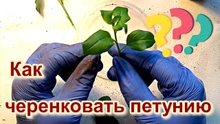 Как черенковать петунию? Зачем нужно черенкование петунии? Черенкую петунию в домашних условиях