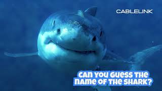 Guess The Shark #ContestAlert #SharkWeek2022 #ilovesharks #ACCIONPH #CablelinkOfficial