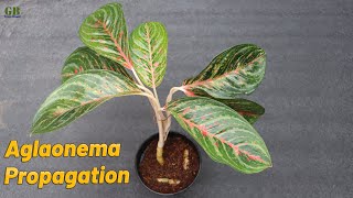 Chinese Evergreen or Aglaonema Propagation