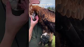 This man rescued an injured eagle, and then this happened #animalshorts #shortsvideo