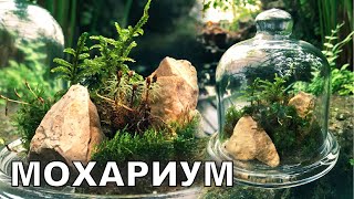 Мини-лес под колпаком. Флорариум своими руками. Популярная Ботаника