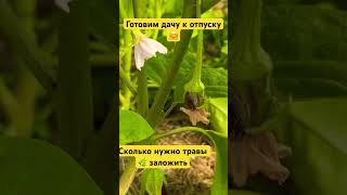 Новое видео о подготовке к отпуску 👩‍🌾дачи #дача #огород #тульскийфермер #овощи #влог #томаты