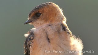 Rondine rossiccia, primi piani - Red-rumped Swallow, close ups (Cecropis daurica)