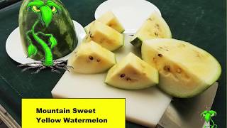 Mountain Sweet Yellow Watermelon review