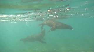 Sea Lions at Play