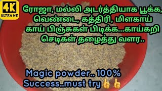 ரோஜா பூக்கள் அடர்த்தியாக பூக்க l செடிகள் தழைத்து வளர l பூ  பிஞ்சு பிடிக்க l கடுகு வேர்க்கடலை கரைசல்