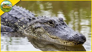 5 Amazing Facts About Alligators