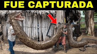 Finalmente la Anaconda Gigante del Amazonas fue capturada, pero sucedió esto...