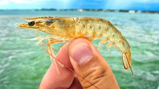 Fishing with Live Bait Around Residential Docks