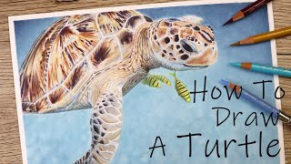 How to draw a TURTLE in COLOR PENCIL!