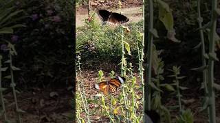 Butterfly 🦋 in the jungle 😱#shorts #butterfly #nature #jungle #wildlife