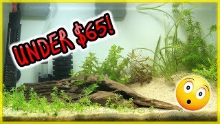 HOW TO: BEAUTIFUL *CHEAP* PLANTED AQUARIUM