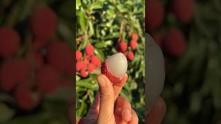 TODAY IM HAVING fresh JUICEY 🍹 Lychee 🤤 DERICTE FROM MY FARM#shorts #ytshort #lychee#farm