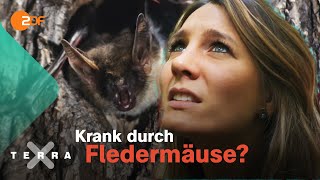 Wie gefährlich sind Fledermäuse in Deutschland?